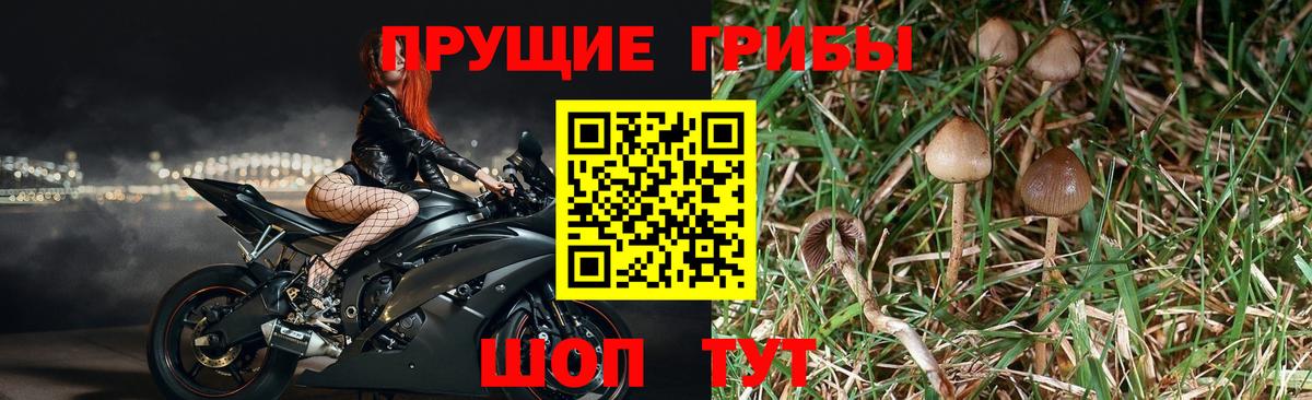Галлюциногенные грибы прущие грибы Ейск